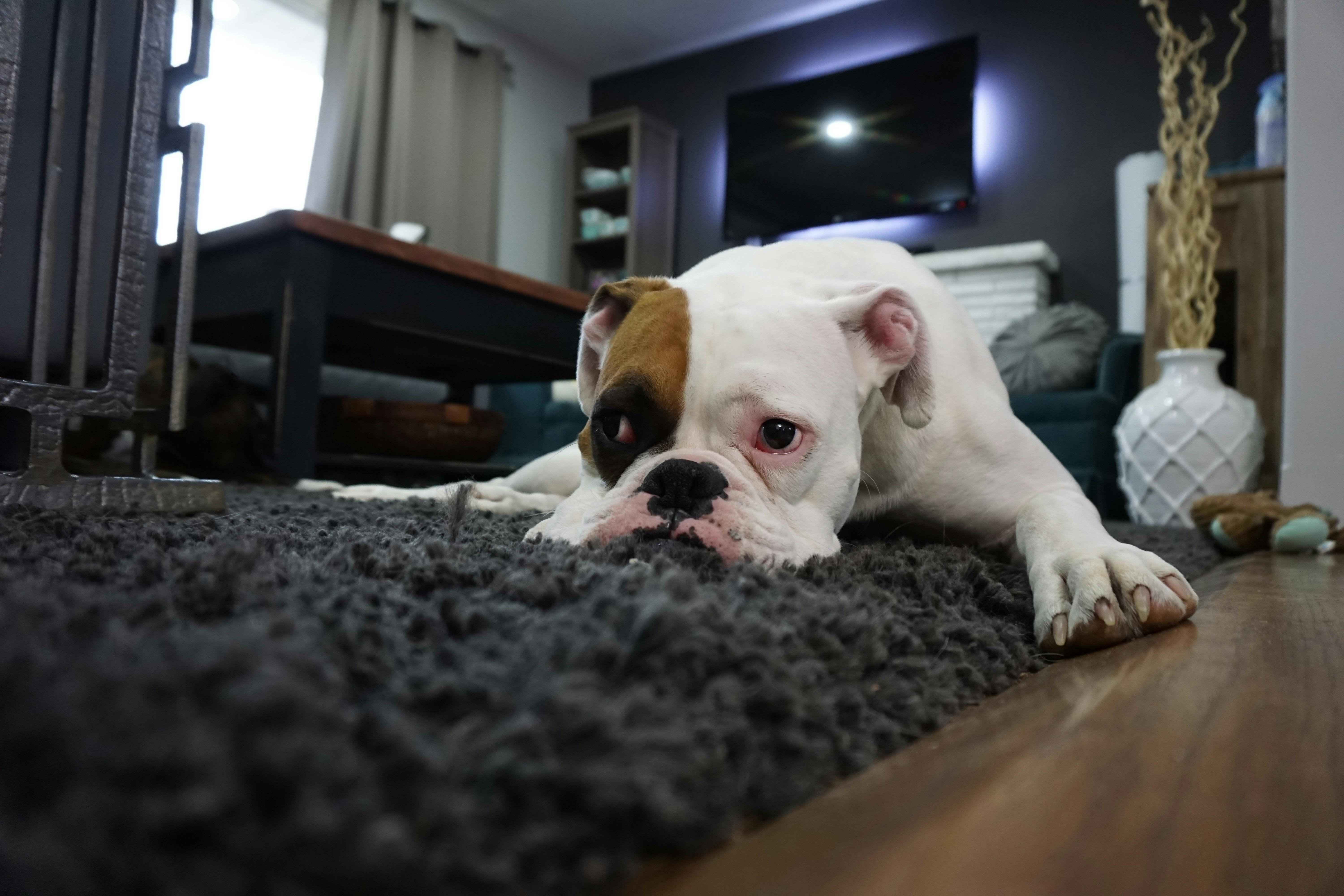 professional rug cleaning Lawrence for pet stains and odors